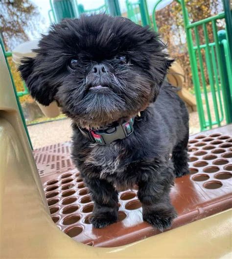 I'm looking to rehome three purebred <strong>shih tzus</strong>. . Black shih tzu puppies